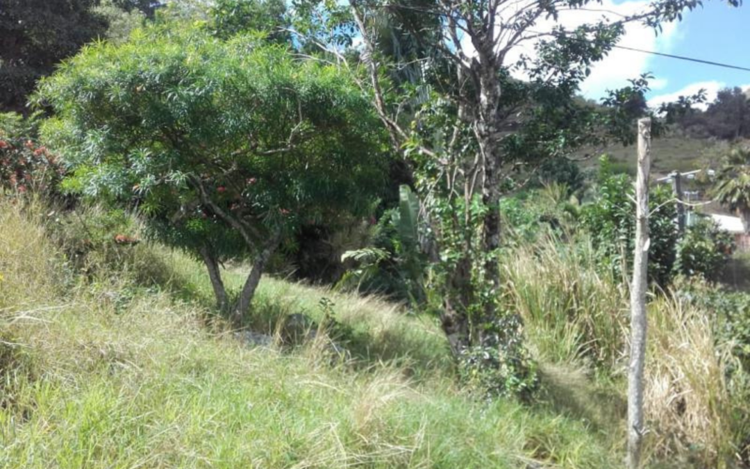 TERRAIN DE 1 952 m² ENTRE LE DIAMANT ET LES ANSES D’ARLET